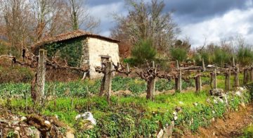Heerlijk rustig gelegen stuk grond van 1 hectare met natuurstenen wijnkelder