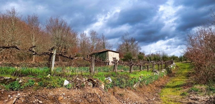 Wunderbar ruhig gelegenes Stück Land von 1 Hektar mit Naturstein Weinkeller