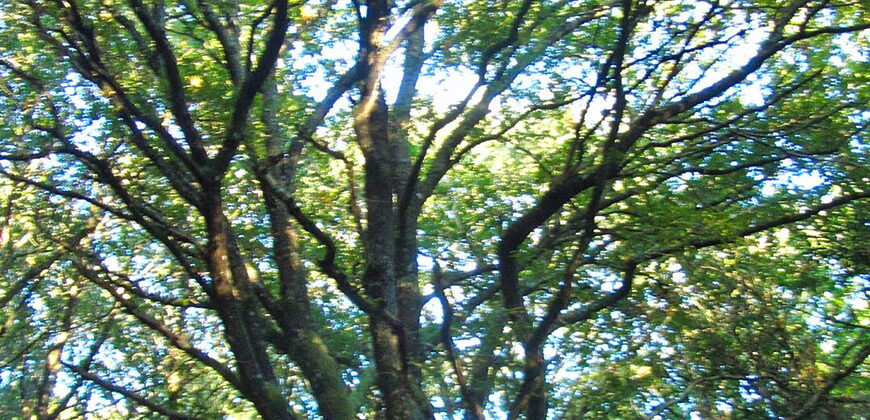 Wunderschönes 3 Hektar grosses Grundstück mit zwei Natursteingebäuden