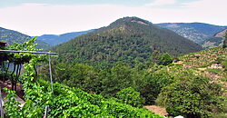 Vineyard with bodega on a stunning location on the banks of the Miño