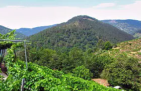 Vineyard with bodega on a stunning location on the banks of the Miño Vineyard with bodega on a stunning location on the banks of the Miño