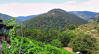 Vineyard with bodega on a stunning location on the banks of the Miño