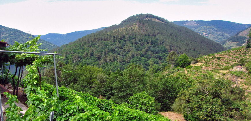 Vineyard with bodega on a stunning location on the banks of the Miño