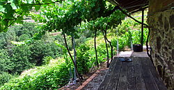 Vineyard with bodega on a stunning location on the banks of the Miño