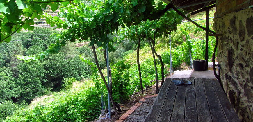 Vineyard with bodega on a stunning location on the banks of the Miño