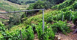 Vineyard with bodega on a stunning location on the banks of the Miño