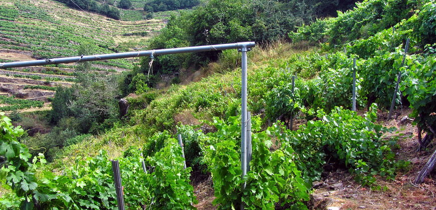 Vineyard with bodega on a stunning location on the banks of the Miño