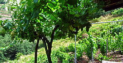 Vineyard with bodega on a stunning location on the banks of the Miño