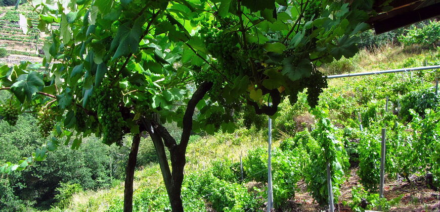 Vineyard with bodega on a stunning location on the banks of the Miño