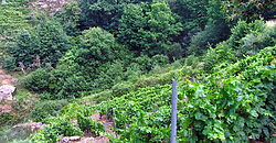 Vineyard with bodega on a stunning location on the banks of the Miño