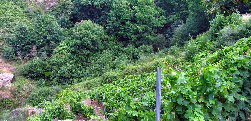Vineyard with bodega on a stunning location on the banks of the Miño