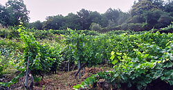 Vineyard with bodega on a stunning location on the banks of the Miño