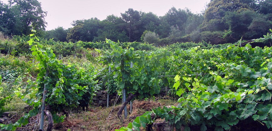 Vineyard with bodega on a stunning location on the banks of the Miño