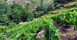 Vineyard with bodega on a stunning location on the banks of the Miño