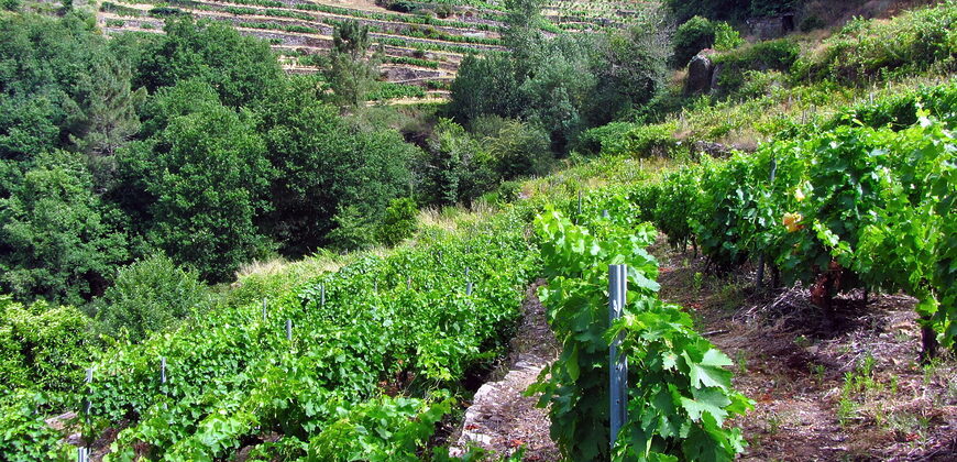 Vineyard with bodega on a stunning location on the banks of the Miño