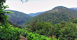 Vineyard with bodega on a stunning location on the banks of the Miño