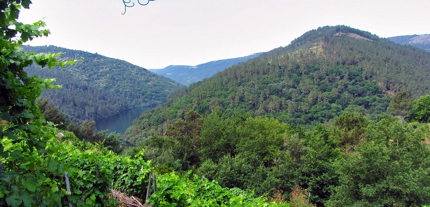 Vineyard with bodega on a stunning location on the banks of the Miño
