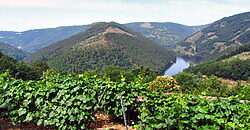 Vineyard with wine cellar and spectacular views overlooking the Miño