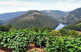 Vineyard with wine cellar and spectacular views overlooking the Miño Vineyard with wine cellar and spectacular views overlooking the Miño