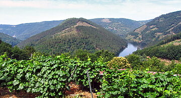 Vineyard with wine cellar and spectacular views overlooking the Miño Vineyard with wine cellar and spectacular views overlooking the Miño