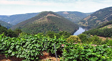 Viñedo en pleno corazón de la Ribeira Sacra con vistas al meandro “O Cabo do Mundo”