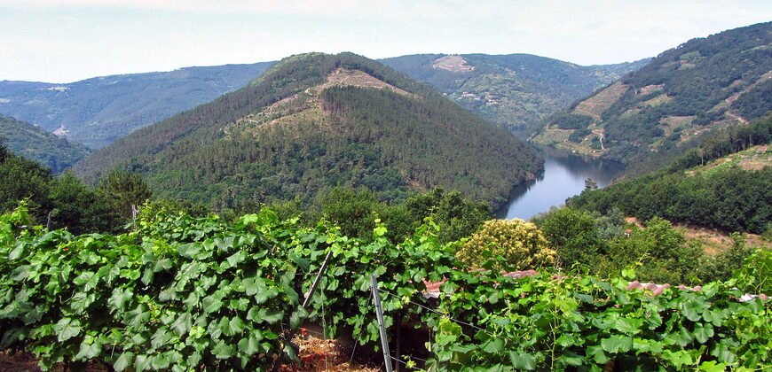 Vineyard with wine cellar and spectacular views overlooking the Miño