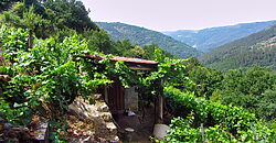 Vineyard with wine cellar and spectacular views overlooking the Miño