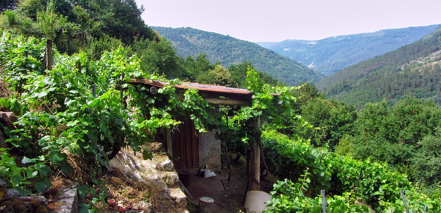 Vineyard with wine cellar and spectacular views overlooking the Miño