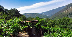 Vineyard with wine cellar and spectacular views overlooking the Miño
