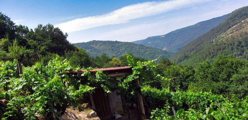 Vineyard with wine cellar and spectacular views overlooking the Miño