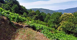 Vineyard with wine cellar and spectacular views overlooking the Miño