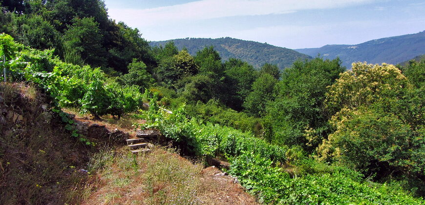Vineyard with wine cellar and spectacular views overlooking the Miño
