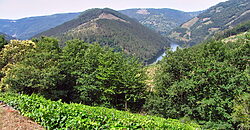 Vineyard with wine cellar and spectacular views overlooking the Miño