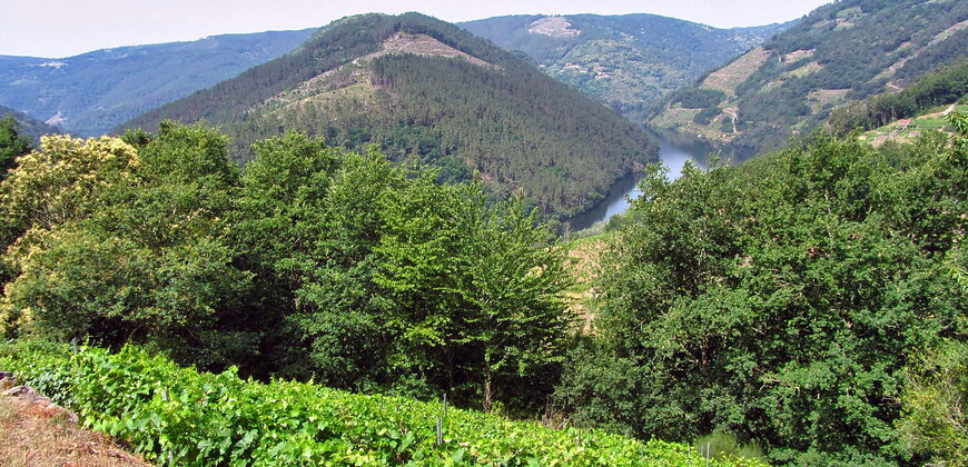 Vineyard with wine cellar and spectacular views overlooking the Miño