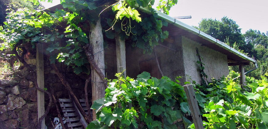 Vineyard with wine cellar and spectacular views overlooking the Miño