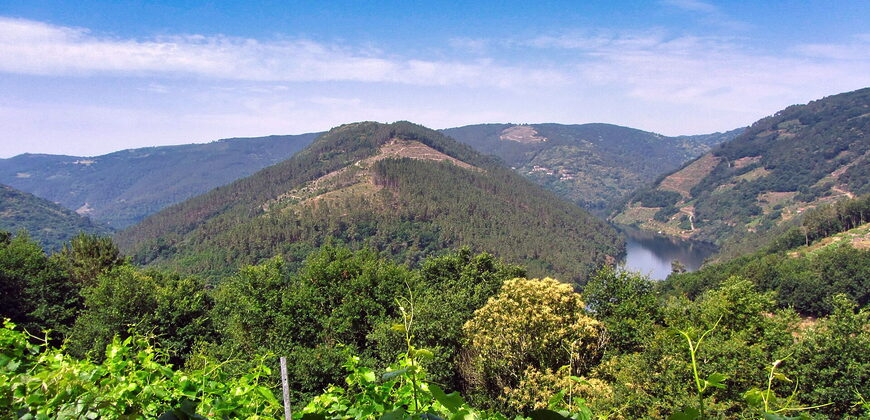 Vineyard with wine cellar and spectacular views overlooking the Miño