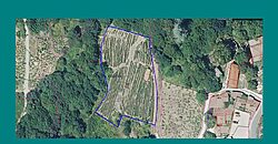 Vineyard with wine cellar and spectacular views overlooking the Miño