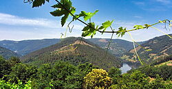 Vineyard with wine cellar and spectacular views overlooking the Miño