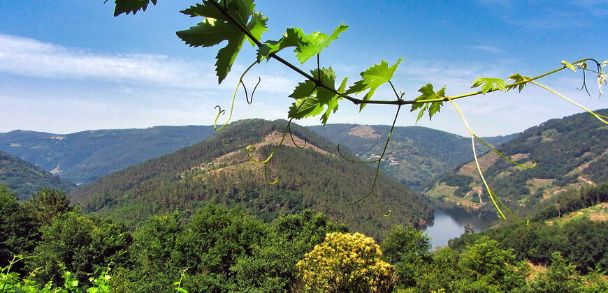 Vineyard with wine cellar and spectacular views overlooking the Miño