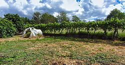 Detached country home with garden in the centre of the Ribeira Sacra